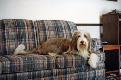Meggie lying on the sofa in the family room